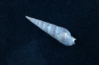 藏品(筍螺)的圖片